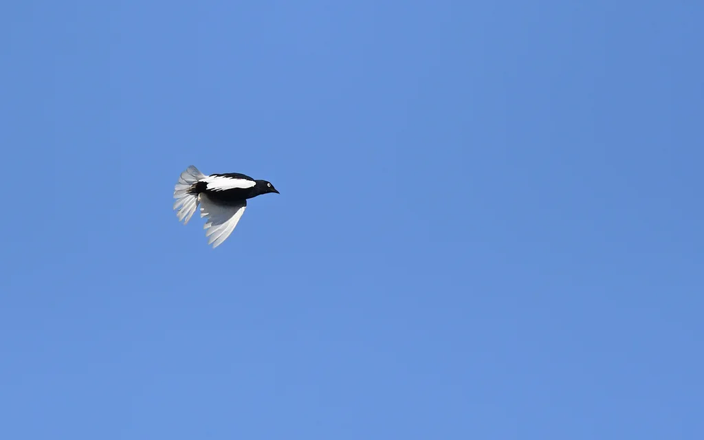 白尾伞鸟(Xipholena lamellipennis)