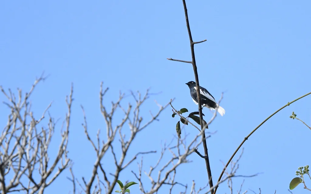 白尾伞鸟(Xipholena lamellipennis)