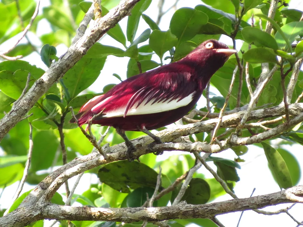 白翅紫伞鸟(Xipholena punicea)
