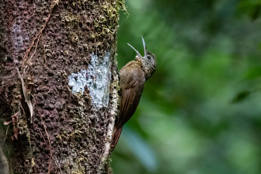 优雅䴕雀(Xiphorhynchus elegans)