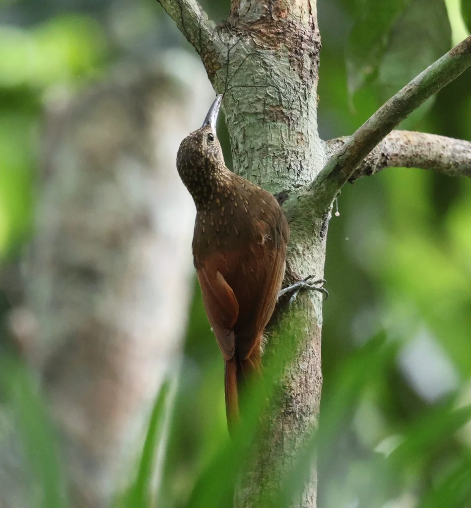 优雅䴕雀(Xiphorhynchus elegans)