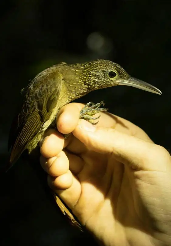 优雅䴕雀(Xiphorhynchus elegans)