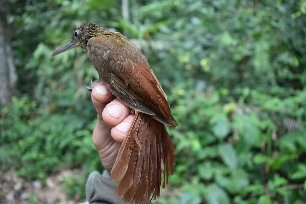 优雅䴕雀(Xiphorhynchus elegans)