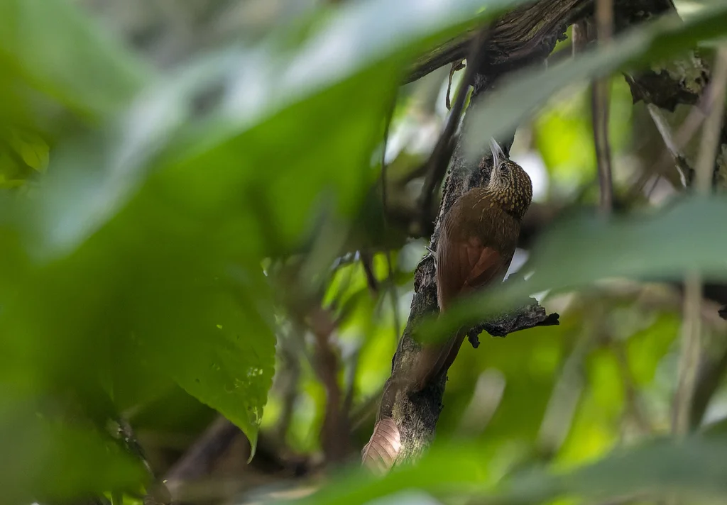 优雅䴕雀(Xiphorhynchus elegans)