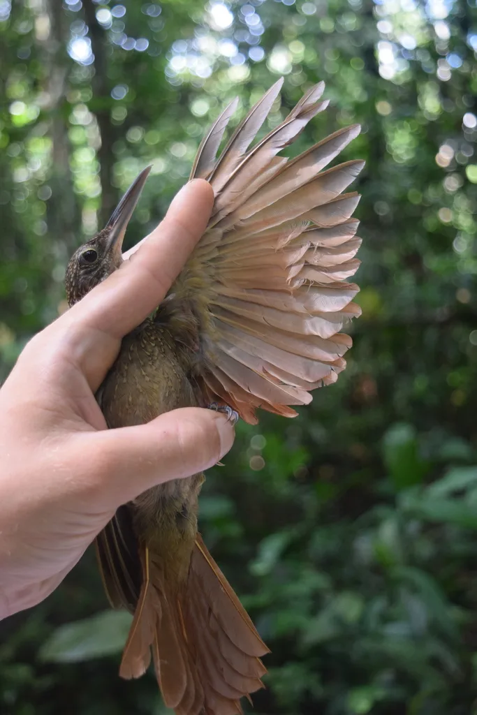 优雅䴕雀(Xiphorhynchus elegans)