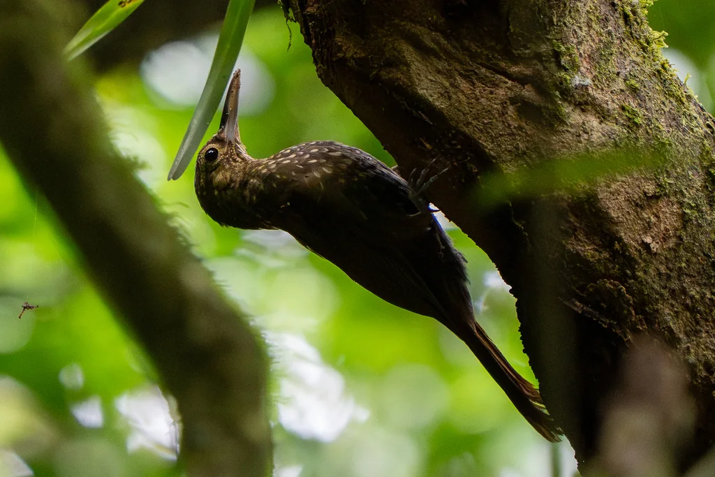点斑䴕雀(Xiphorhynchus erythropygius)