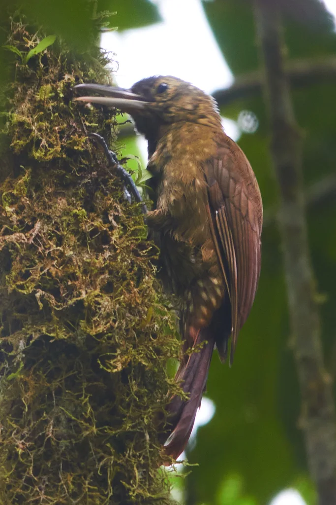点斑䴕雀(Xiphorhynchus erythropygius)
