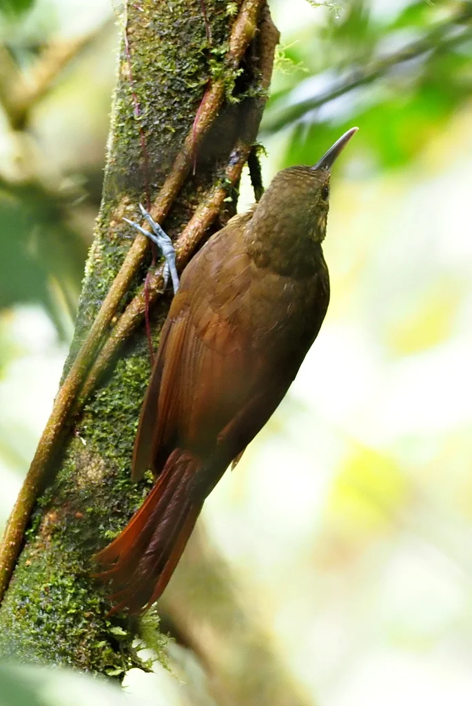 点斑䴕雀(Xiphorhynchus erythropygius)