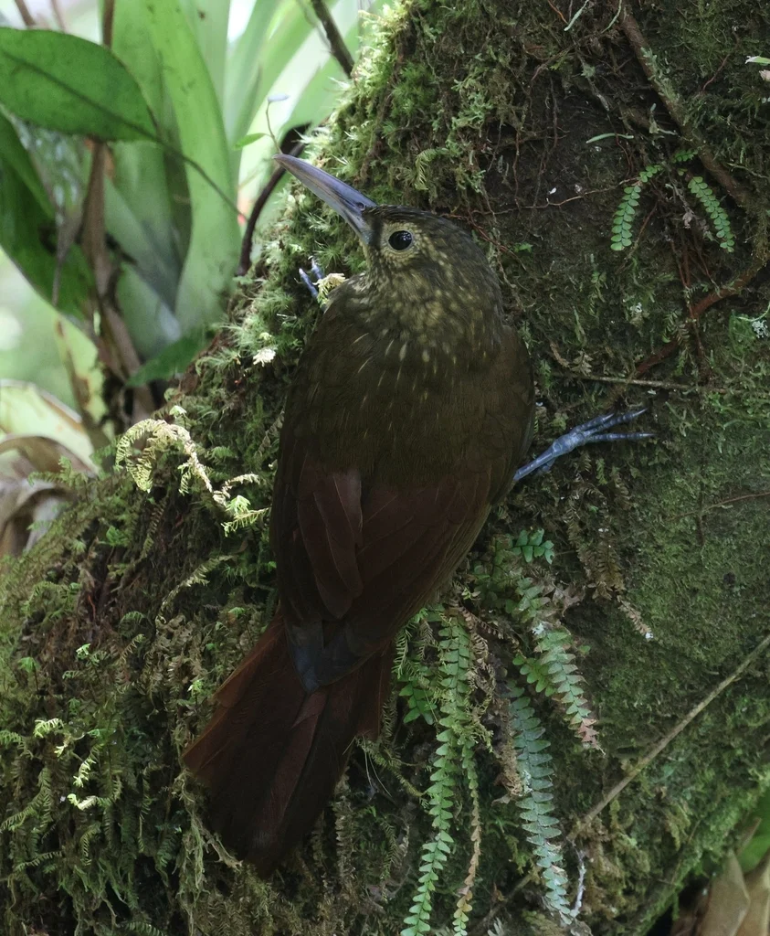 点斑䴕雀(Xiphorhynchus erythropygius)