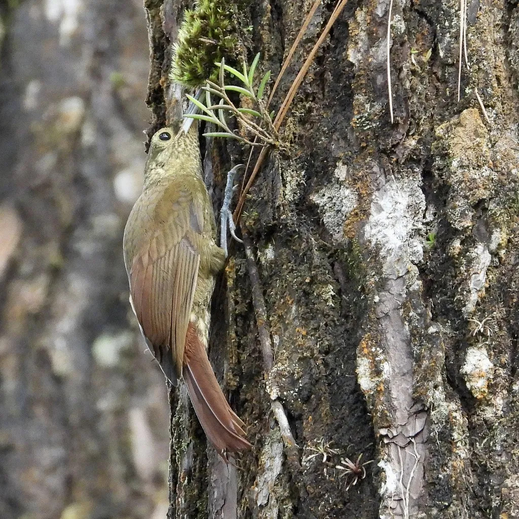 点斑䴕雀(Xiphorhynchus erythropygius)