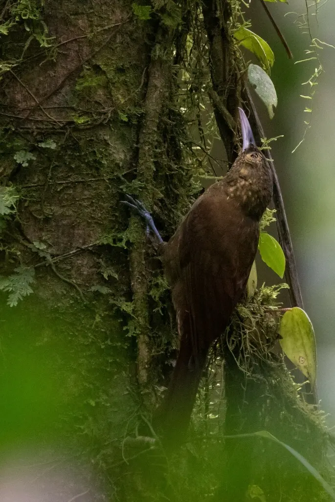 点斑䴕雀(Xiphorhynchus erythropygius)
