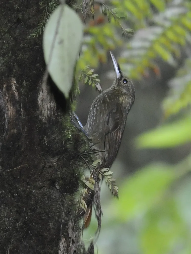 点斑䴕雀(Xiphorhynchus erythropygius)