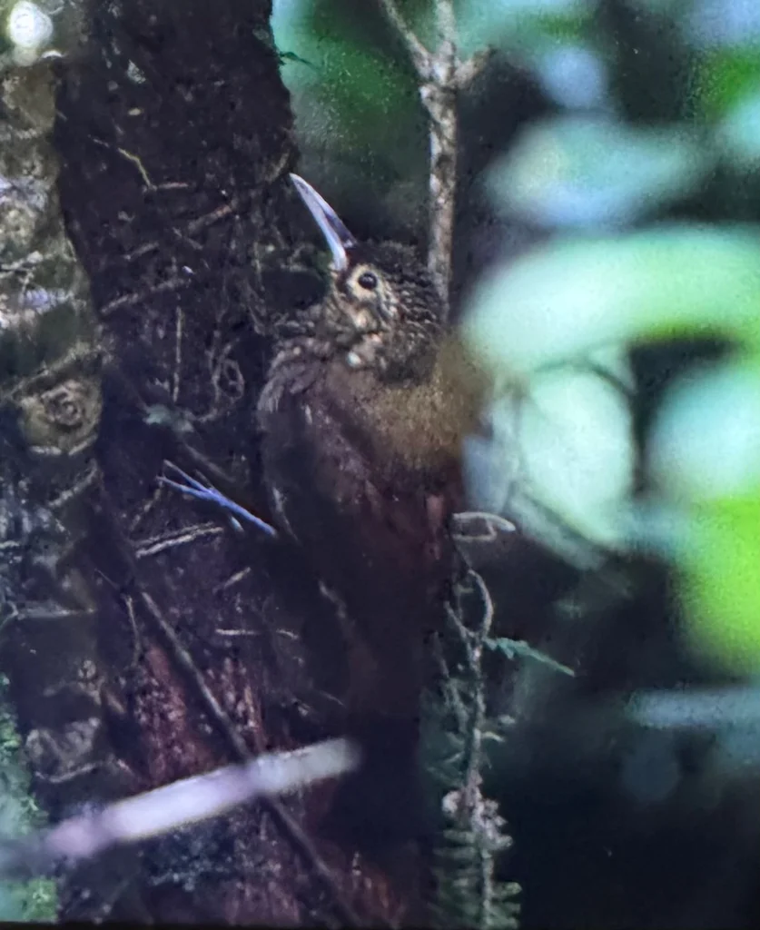 点斑䴕雀(Xiphorhynchus erythropygius)