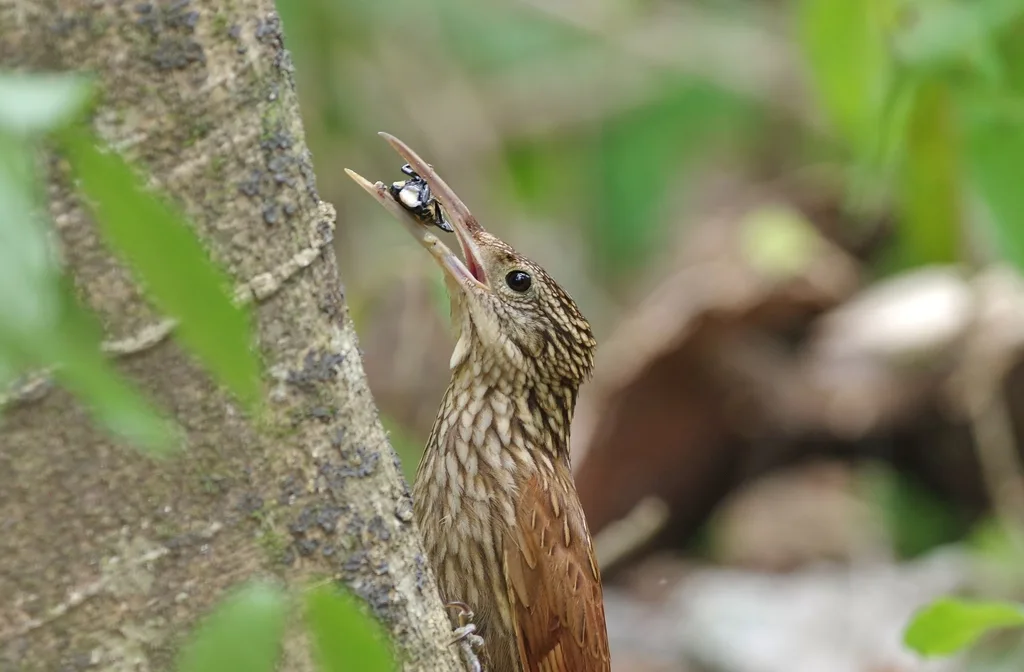 白嘴䴕雀(Xiphorhynchus flavigaster)