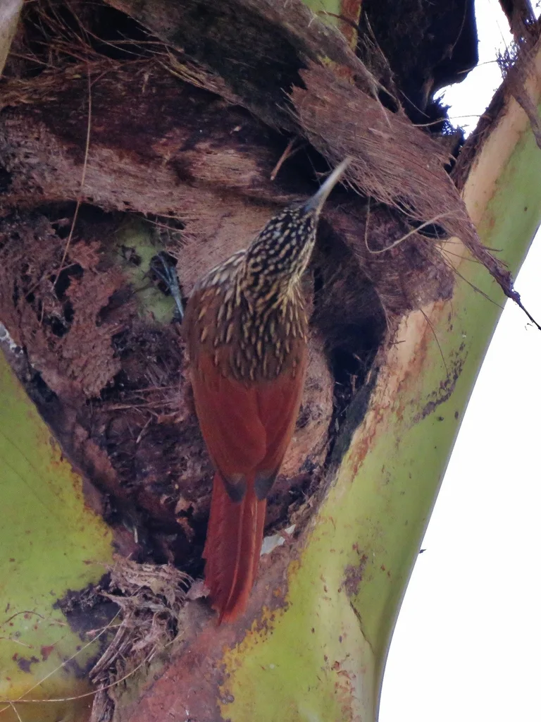 白嘴䴕雀(Xiphorhynchus flavigaster)