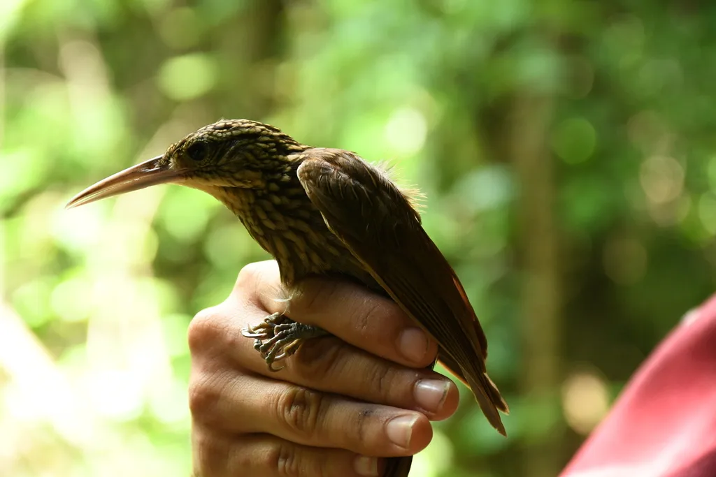 白嘴䴕雀(Xiphorhynchus flavigaster)