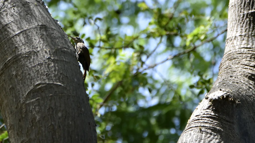 白嘴䴕雀(Xiphorhynchus flavigaster)