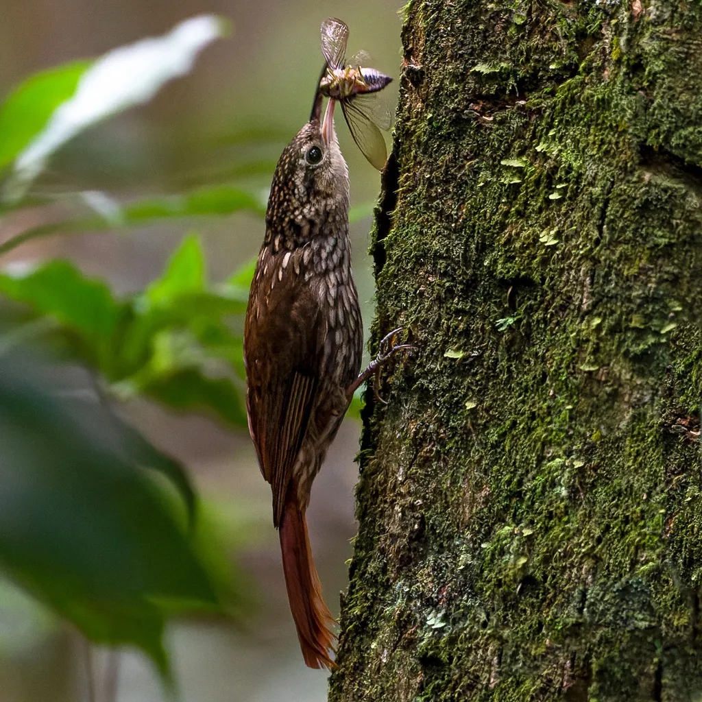 小䴕雀(Xiphorhynchus fuscus)