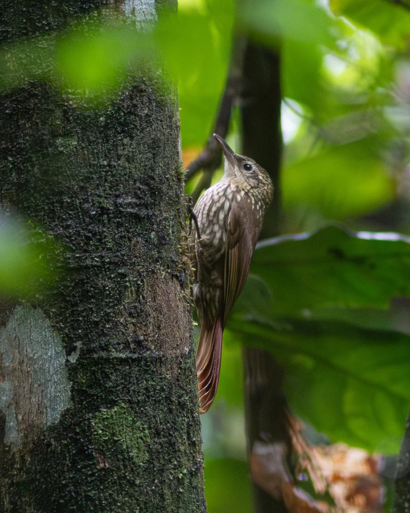 小䴕雀(Xiphorhynchus fuscus)