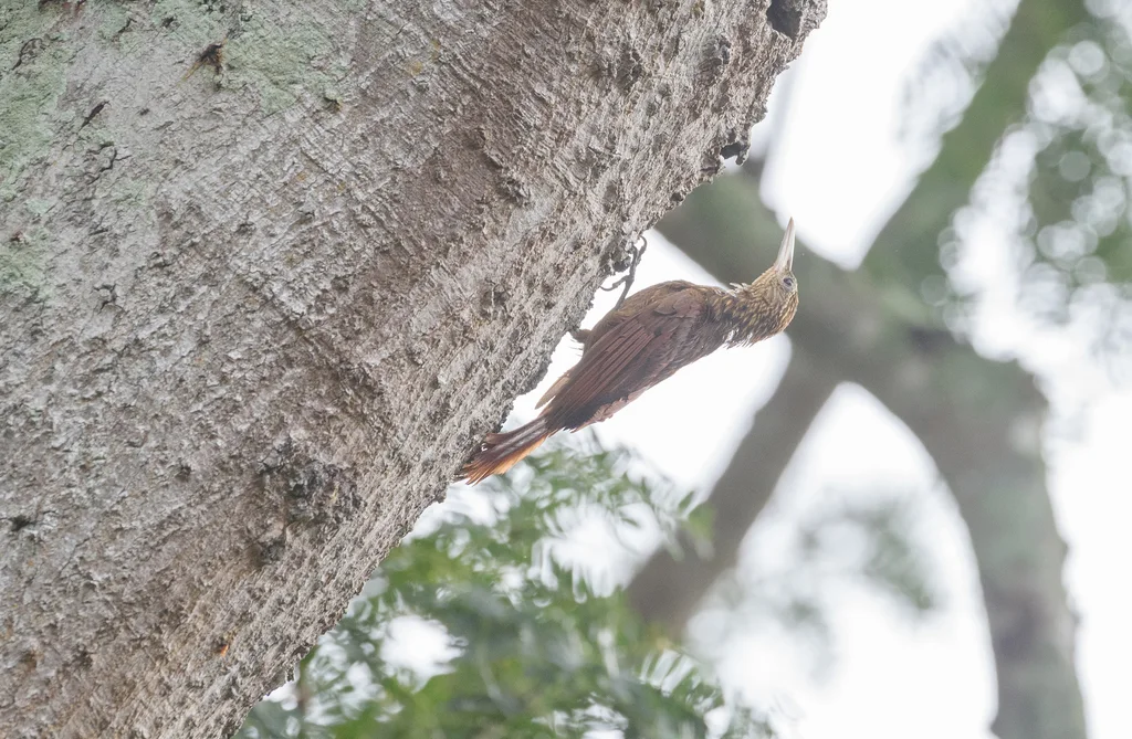 黄喉䴕雀(Xiphorhynchus guttatus)