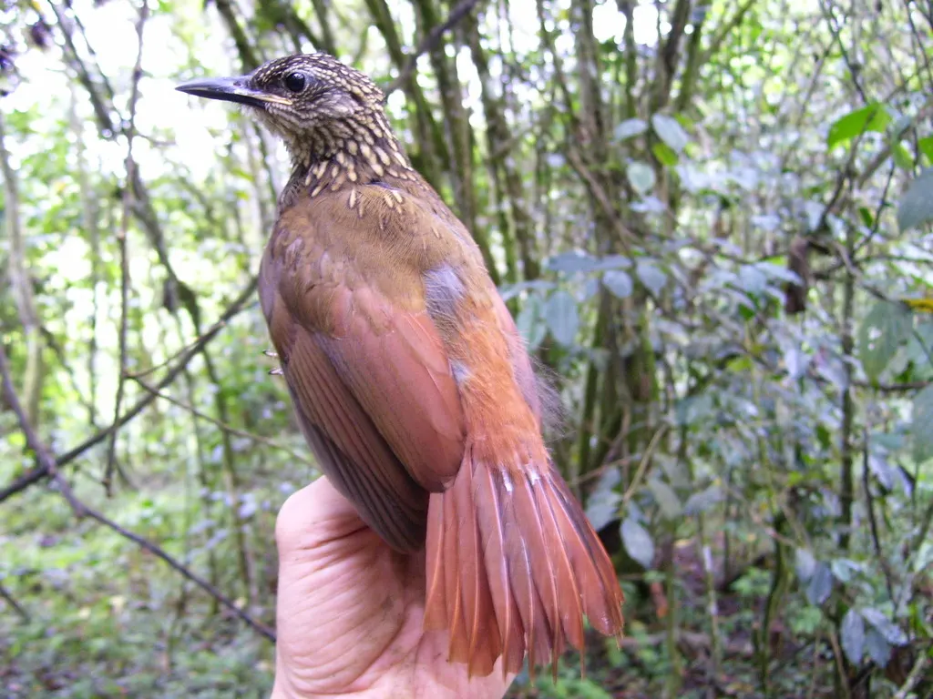 黄喉䴕雀(Xiphorhynchus guttatus)
