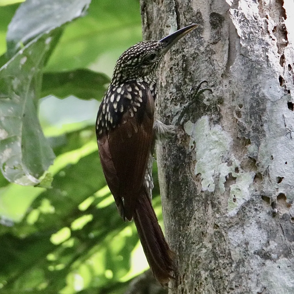 黑纹䴕雀(Xiphorhynchus lachrymosus)