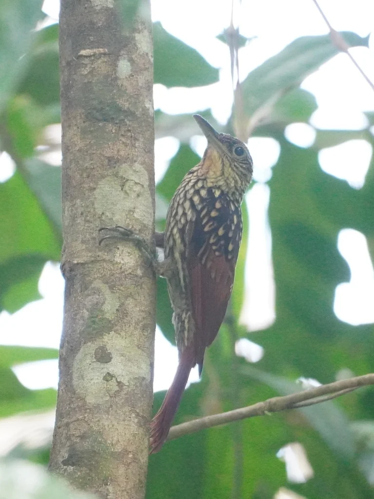 黑纹䴕雀(Xiphorhynchus lachrymosus)