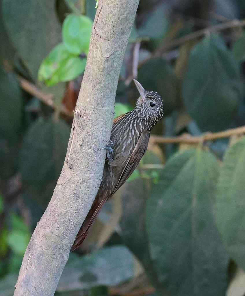 纵纹䴕雀(Xiphorhynchus obsoletus)