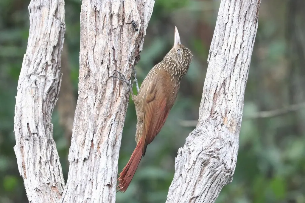 纵纹䴕雀(Xiphorhynchus obsoletus)