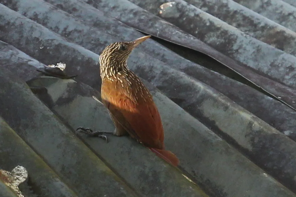 纵纹䴕雀(Xiphorhynchus obsoletus)
