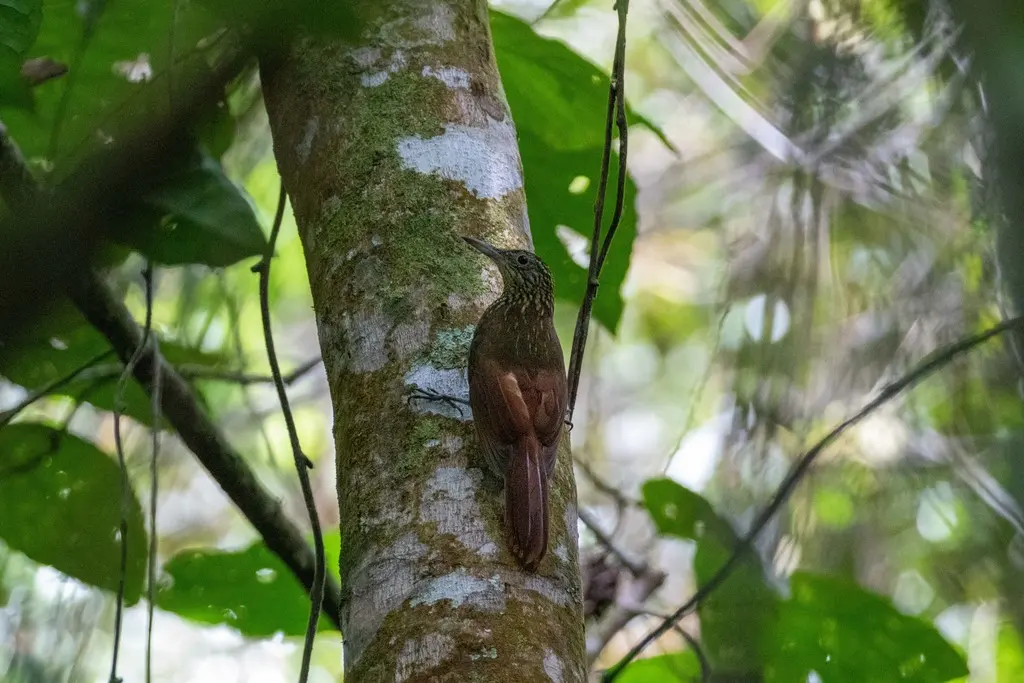 眼斑䴕雀(Xiphorhynchus ocellatus)