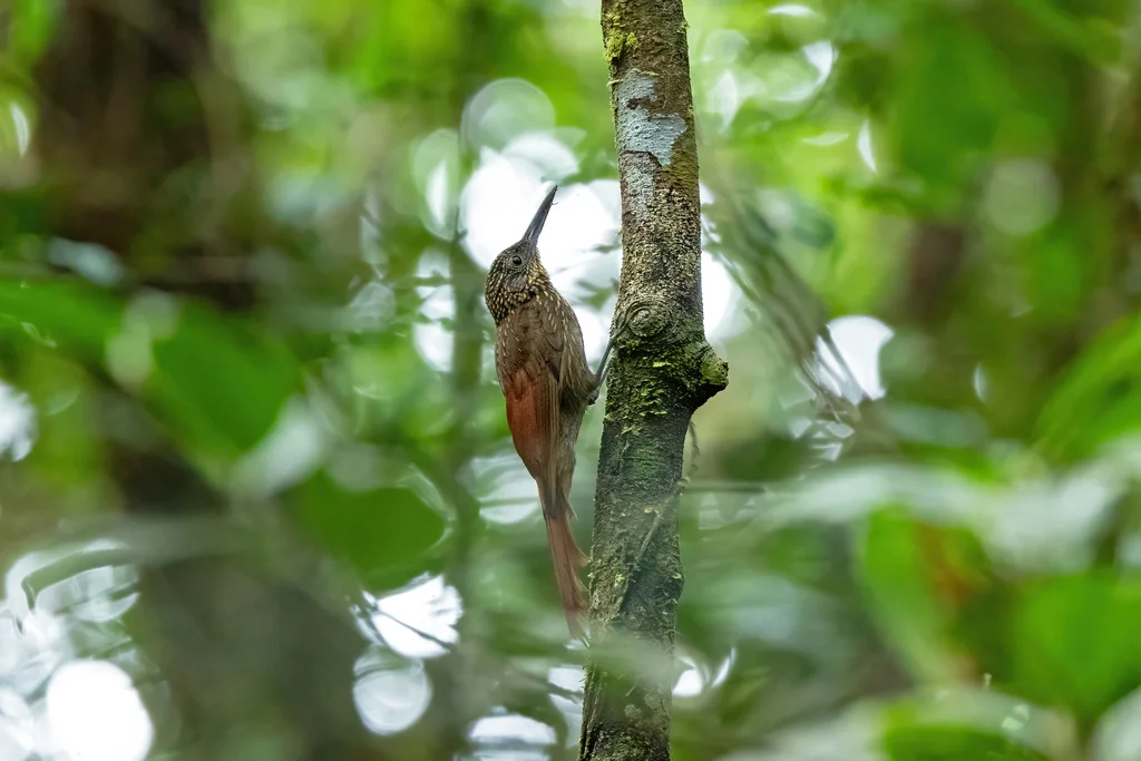 栗腰䴕雀(Xiphorhynchus pardalotus)