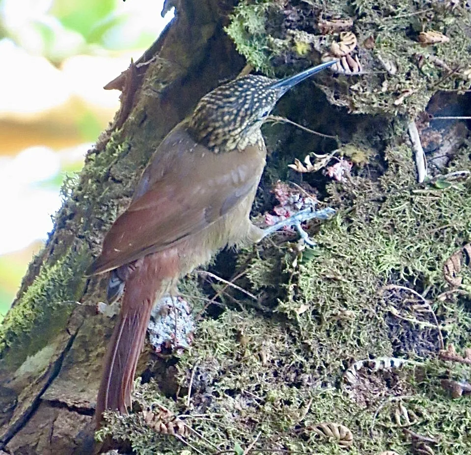 可岛䴕雀（Xiphorhynchus susurrans）