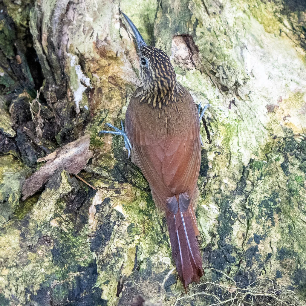 可岛䴕雀（Xiphorhynchus susurrans）