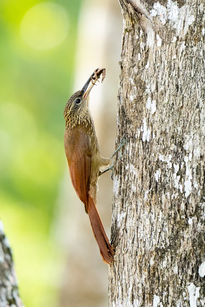 可岛䴕雀（Xiphorhynchus susurrans）