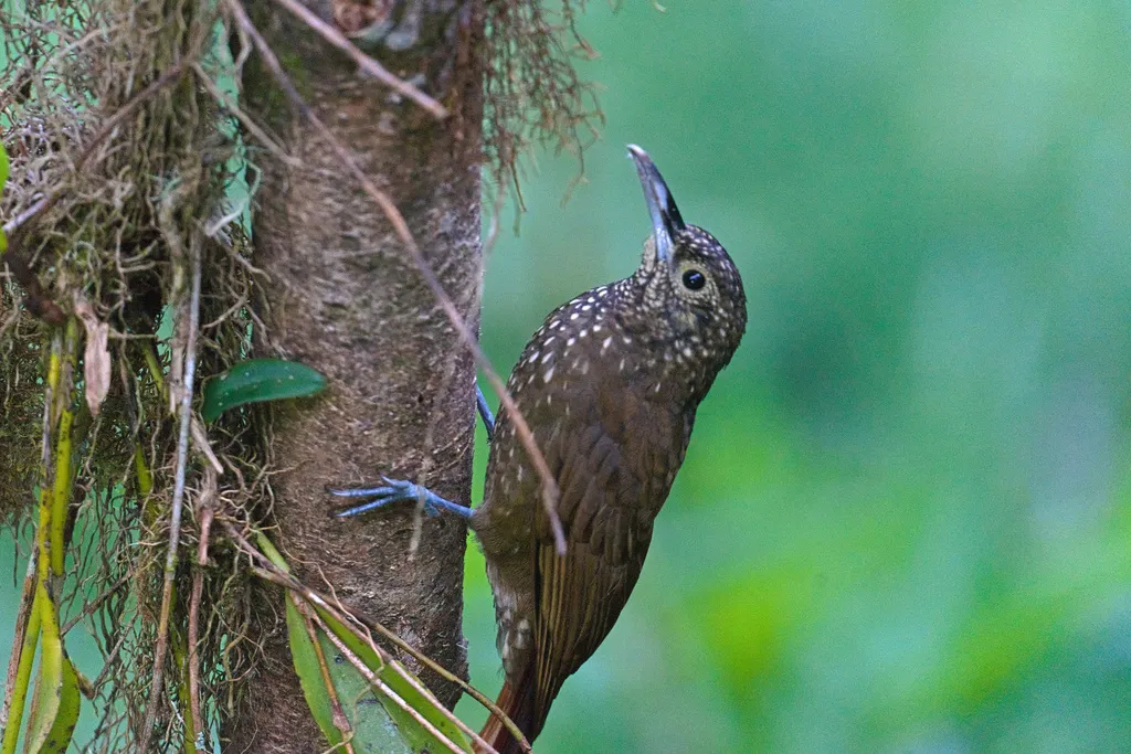 绿背䴕雀(Xiphorhynchus triangularis)