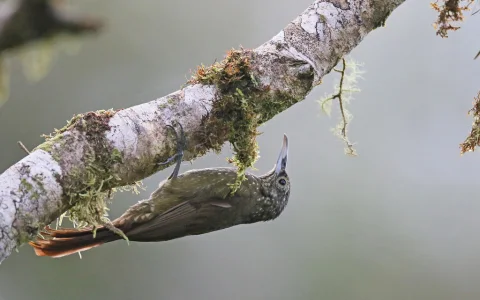绿背䴕雀