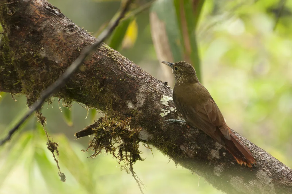绿背䴕雀(Xiphorhynchus triangularis)
