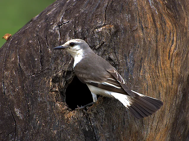 白腰蒙霸鹟(Xolmis velatus)