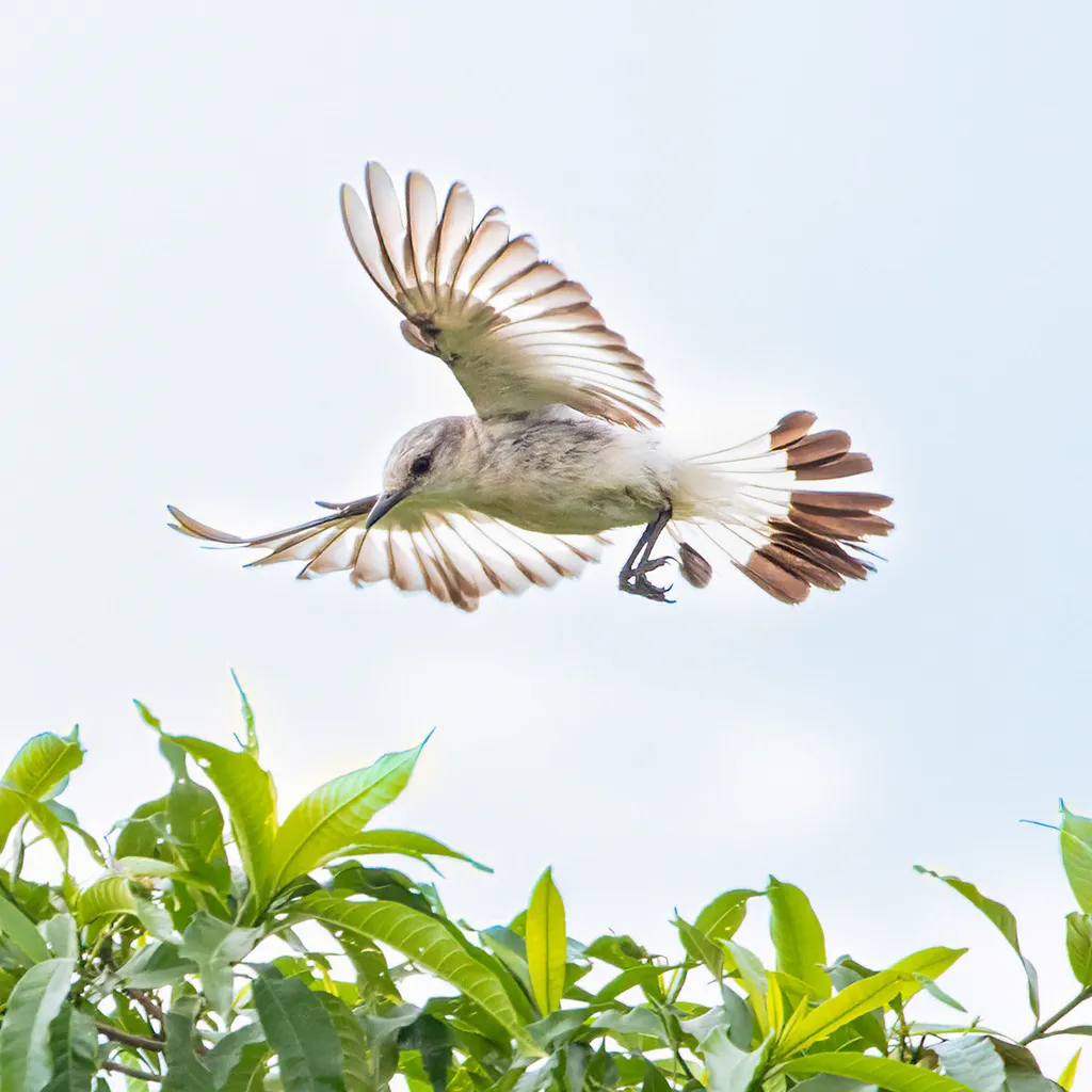 白腰蒙霸鹟(Xolmis velatus)