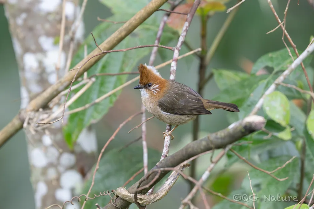 白项凤鹛(Yuhina bakeri)
