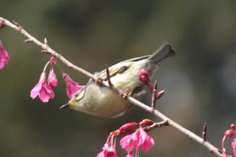 褐头凤鹛
