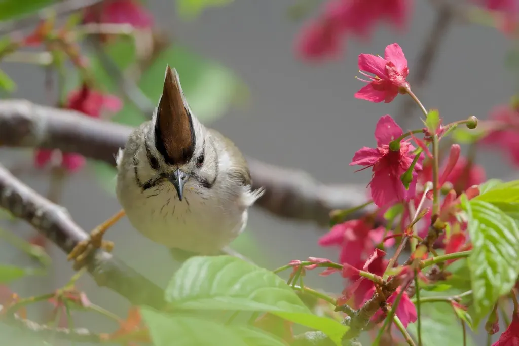 褐头凤鹛(Yuhina brunneiceps)