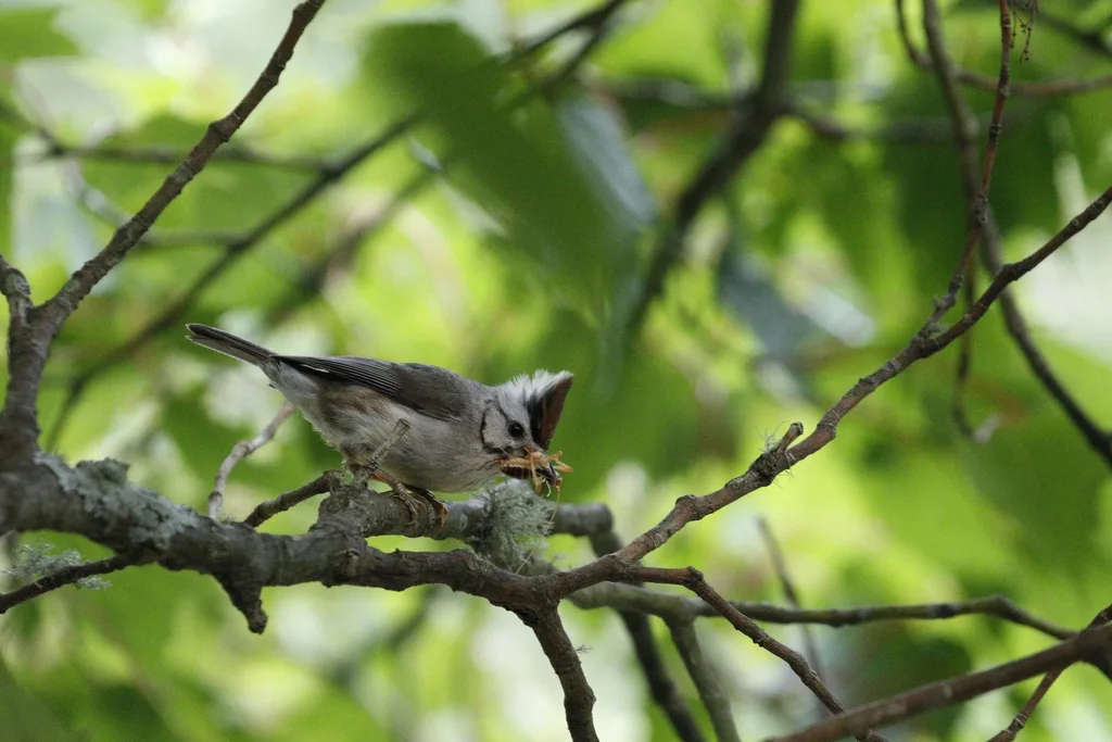 褐头凤鹛(Yuhina brunneiceps)