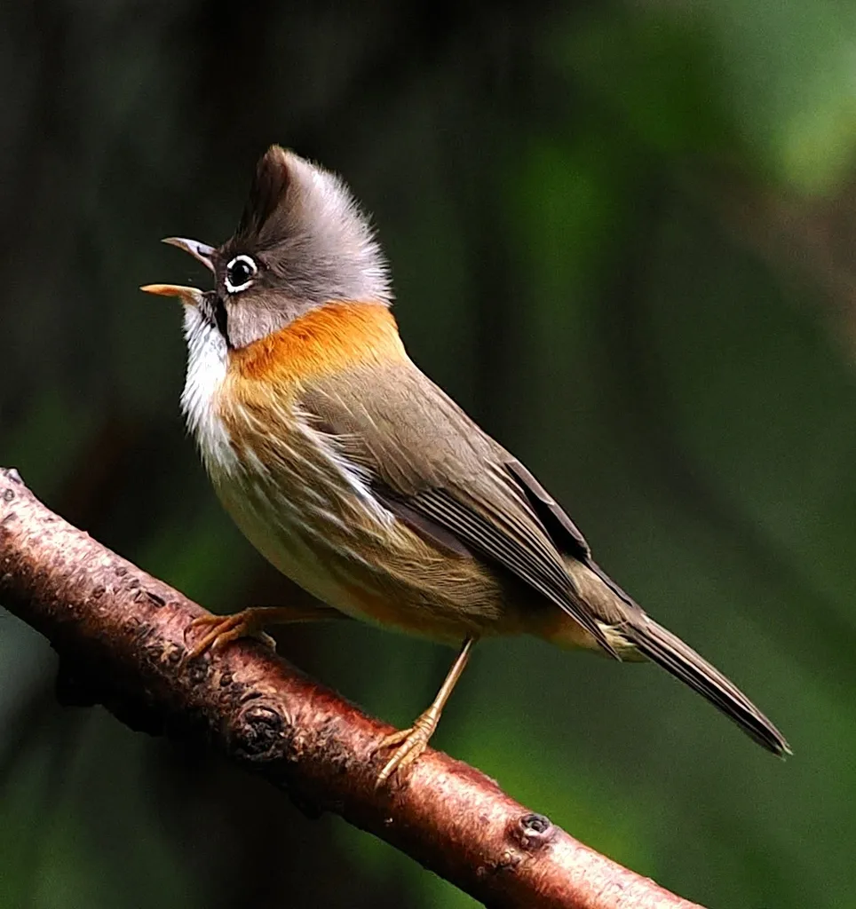 黄颈凤鹛(Yuhina flavicollis)