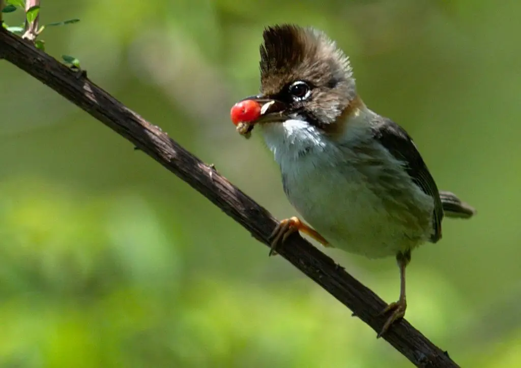 黄颈凤鹛(Yuhina flavicollis)