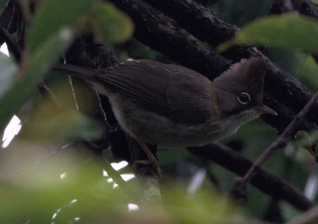 黄颈凤鹛(Yuhina flavicollis)