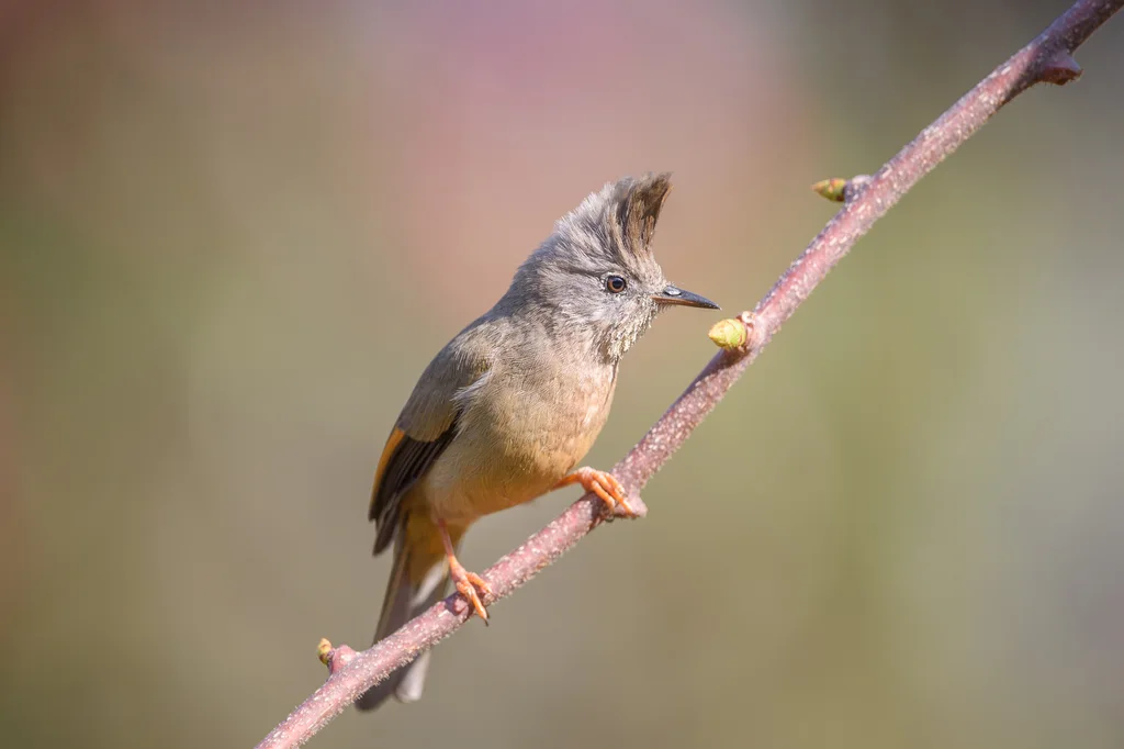 纹喉凤鹛（Yuhina gularis）