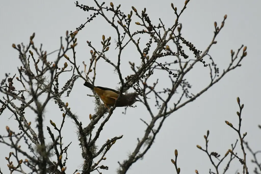 纹喉凤鹛（Yuhina gularis）