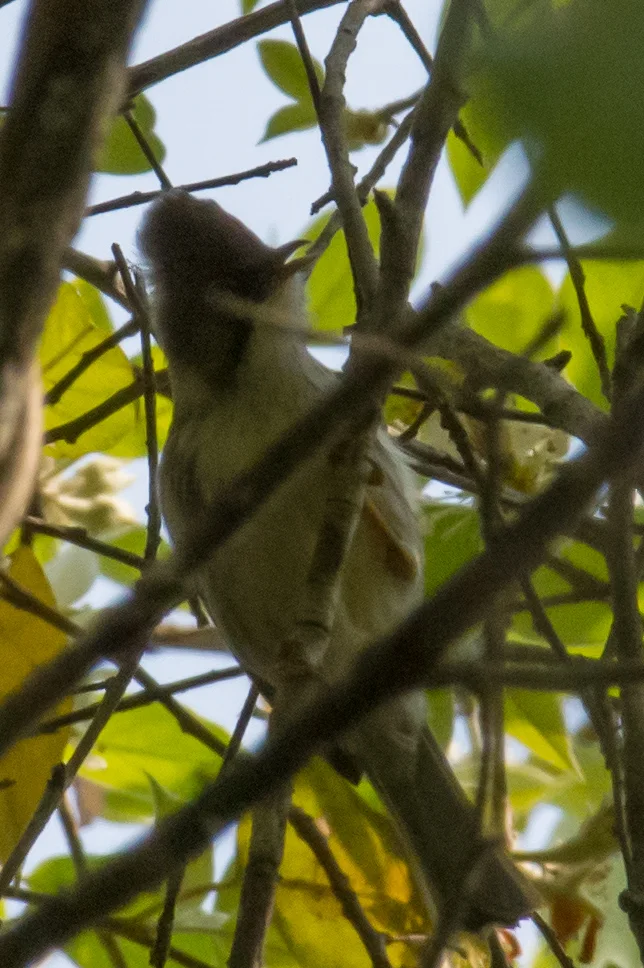 缅甸凤鹛(Yuhina humilis)